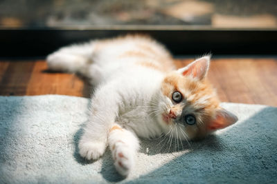 Close-up of cat lying on floor