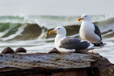 Seagull perching on rock