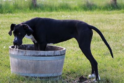 Black dog in a field