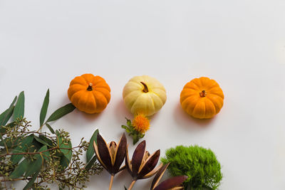 Close-up of pumpkins against white background