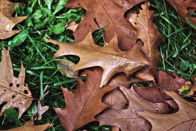 Close-up of autumn leaves