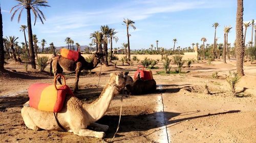 Horse cart by palm trees against sky