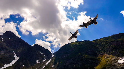 Low angle view of birds flying against sky