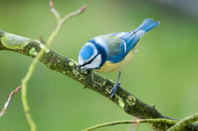 Close-up of bluetit perching on branch