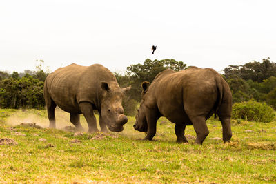 Rhinoceros standing on grassy field against clear sky