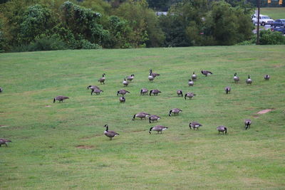 Flock of birds grazing on field