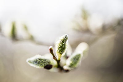 Close-up of green plant