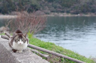 Cat sitting on retaining wall by lake