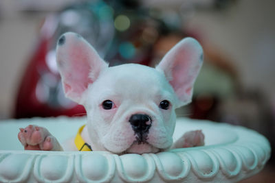 Close-up portrait of dog sitting in flower pot