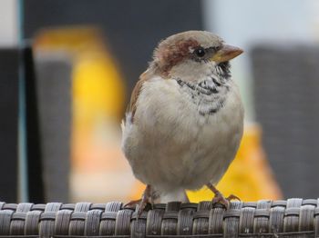 Close-up of sparrow perching on metal