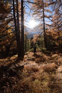 Trees in forest against sky