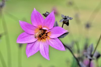 Close-up of insect on pink flower