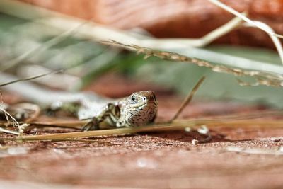 Close-up of lizard