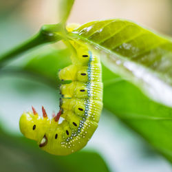 Close-up of butterfly on leaf