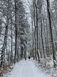 Bare trees on snow covered land