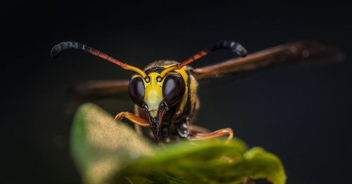 Close-up of insect