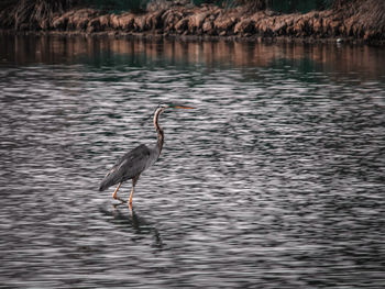 View of gray heron in lake
