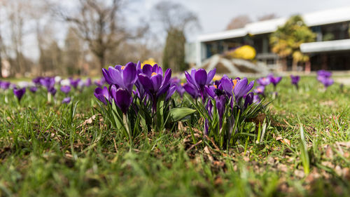 Close-up of purple crocus flowers on field