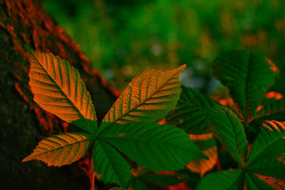 Close-up of horse chestnut leaves with spilled light 