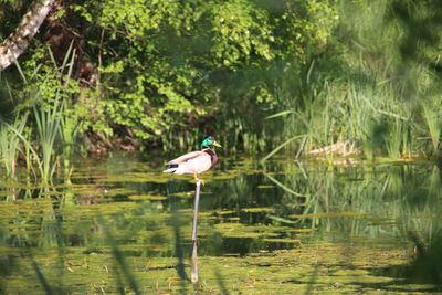 Bird perching on a lake