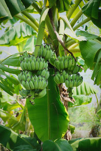 Close-up of fresh green fruits on tree
