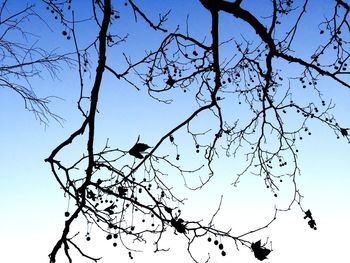 Low angle view of birds perching on tree