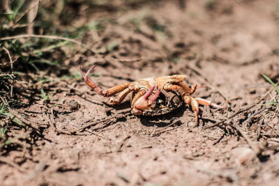 Close-up of insect on land