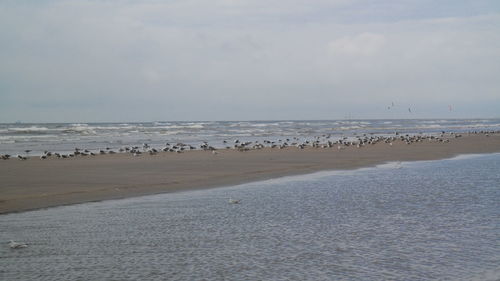 Flock of birds on beach against sky