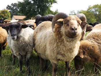 Portrait of sheep standing on grassy field