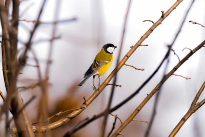 Bird perching on a branch