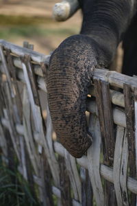 Close-up of elephant on wood