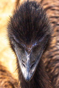 Close-up of bird