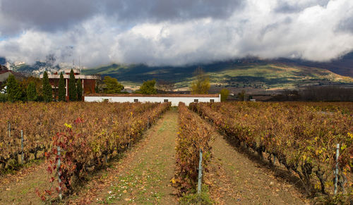 Scenic view of vineyard against sky