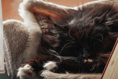 Close-up of kitten sleeping at home