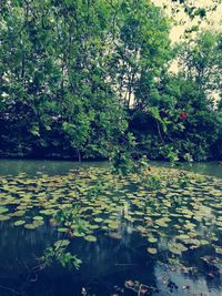 View of leaves floating on water against lake