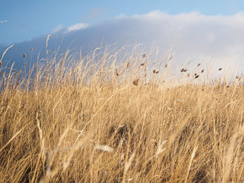 Scenic view of wheat field against sky