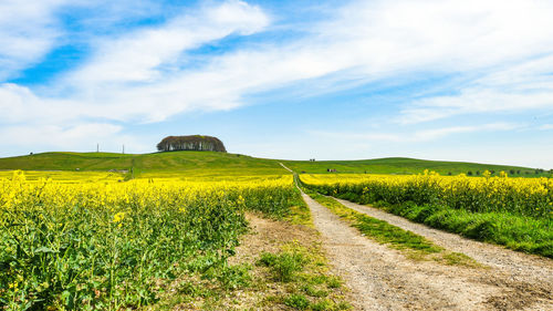 Scenic view of agricultural field against sky