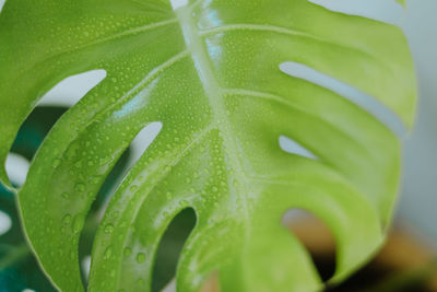 Close-up of wet plant