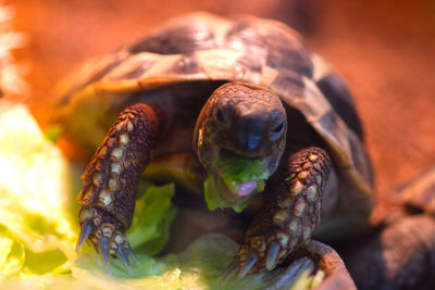 Close-up of turtle