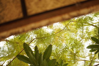 Low angle view of leaves on tree