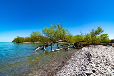 Scenic view of fallen tree on rocks against clear blue sky