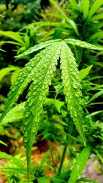 Close-up of fresh plants with water drops