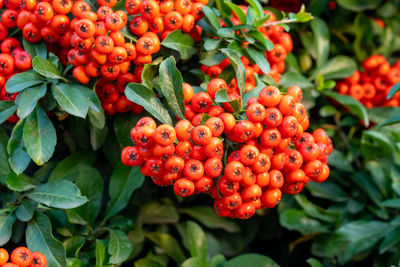 Close-up of red berries growing on plant