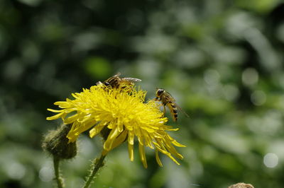Close-up of hoverflies pollinating on yellow dandelion flower