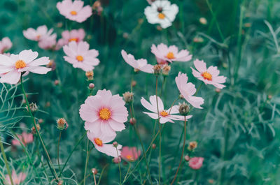 Close-up of flowering plants on field