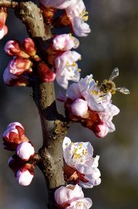 Close-up of cherry blossom flowers with bee