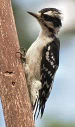 Close-up of bird perching on tree