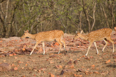 View of deers in national park