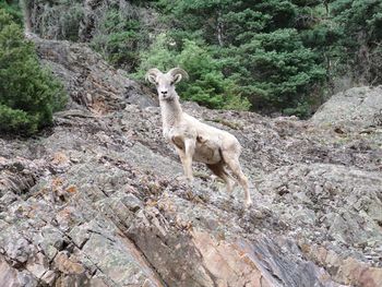 Lion standing on rock