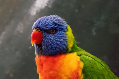 Close-up side view of parrot